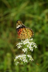 花に止まるチョウ