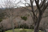 吉野・中千本の桜