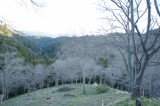 吉野・中千本の桜