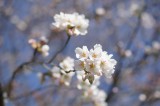 明日香村・石舞台の桜29