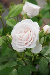 バラの花（白）