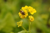 菜の花とハチ4