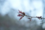 吉野・中千本の桜