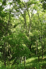 公園・斜面・樹木11