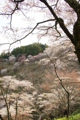 吉野・上千本の桜（4/15）