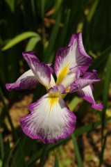 ショウブ 花・紫と白3