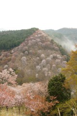 吉野・下千本の桜（4/15）