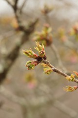 吉野山の桜