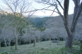 吉野・中千本の桜