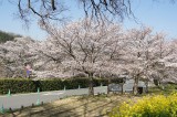 明日香村・石舞台の桜27