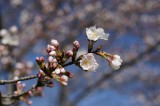 明日香村・石舞台の桜16