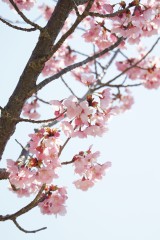 大阪・富田林市の桜