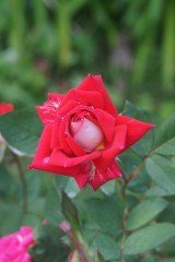 バラの花 赤・ピンク2