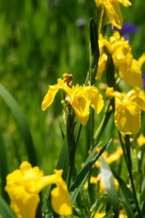 カキツバタの花・黄色2