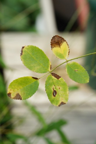 茶色く枯れ始めたバラの葉 40pxの無料 フリー写真素材