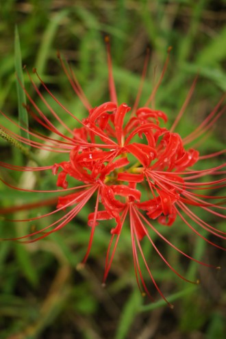 彼岸花・曼珠沙華 一輪