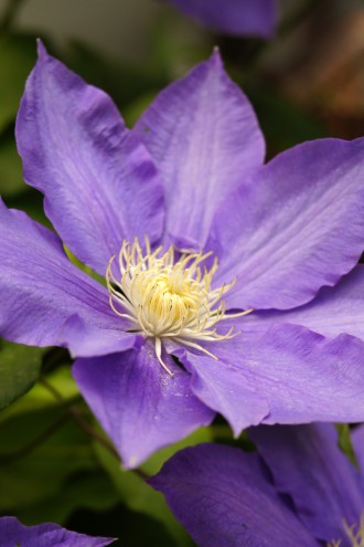 テッセンの花 アップ