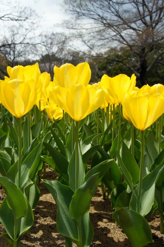 チューリップ（黄色）の花畑4