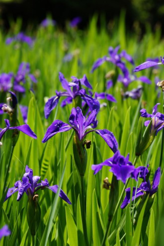 カキツバタの花・複数・紫2