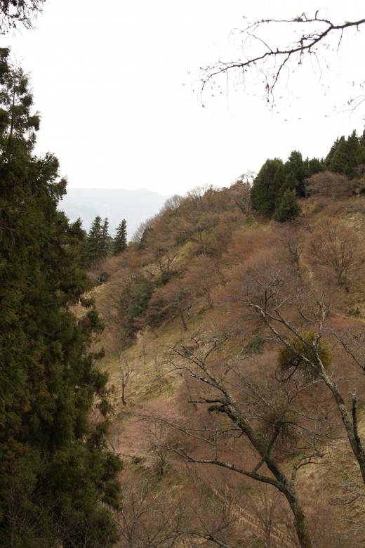 吉野・上千本の桜