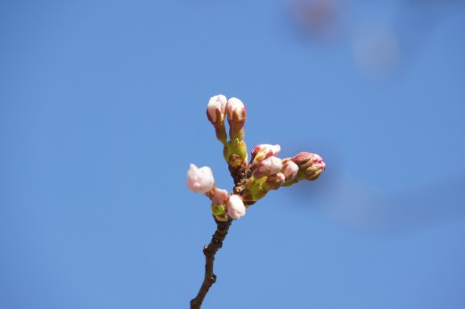 吉野・桜のつぼみ