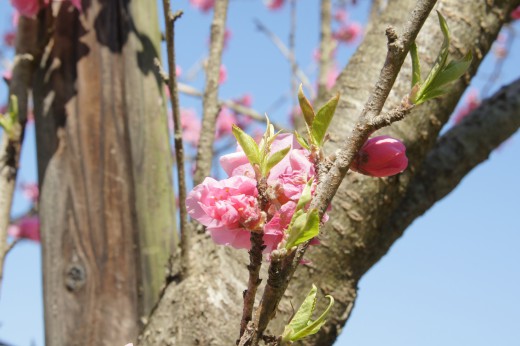 明日香村・石舞台周辺の桜
