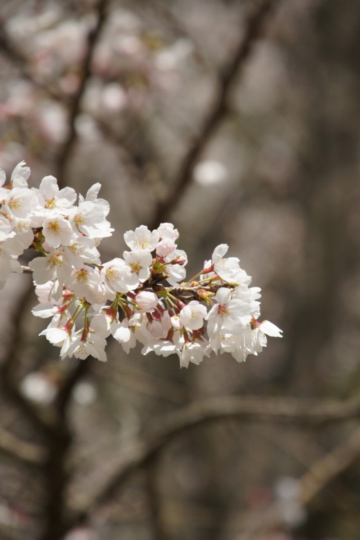 明日香村・石舞台の桜5