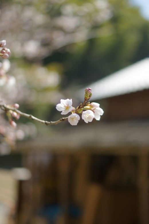 明日香村・桜