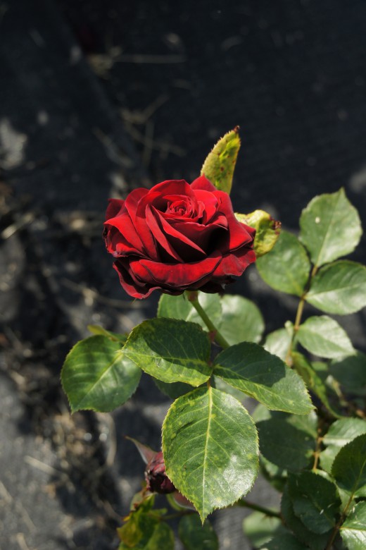 バラの花（万博公園）・紅8