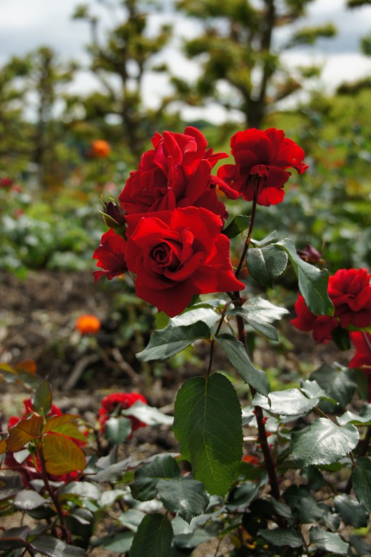 バラの花畑・紅3