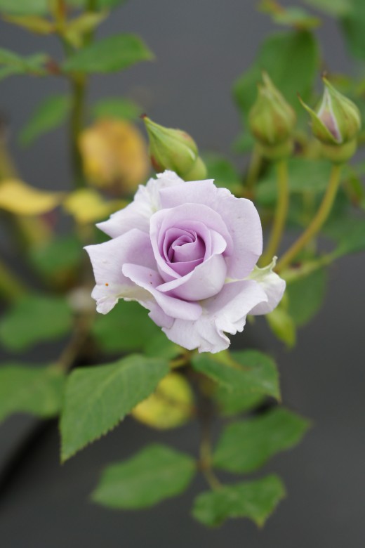 バラの花・薄紫4