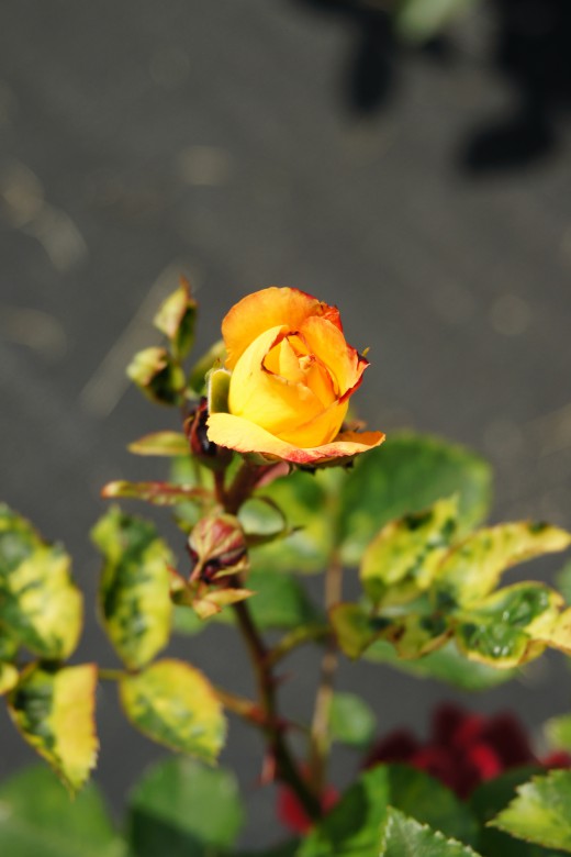 バラの花（万博公園）・赤と黄色2