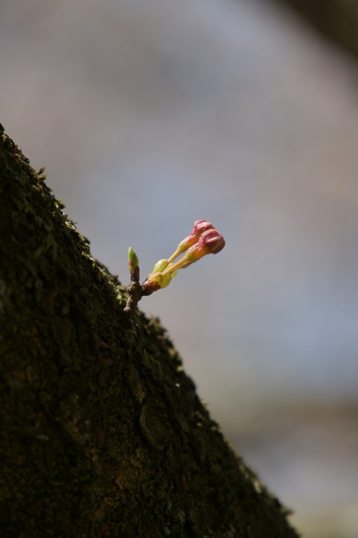 明日香村・桜のつぼみ