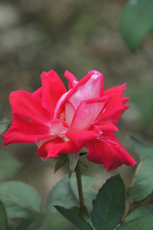 バラの花 赤・ピンク1