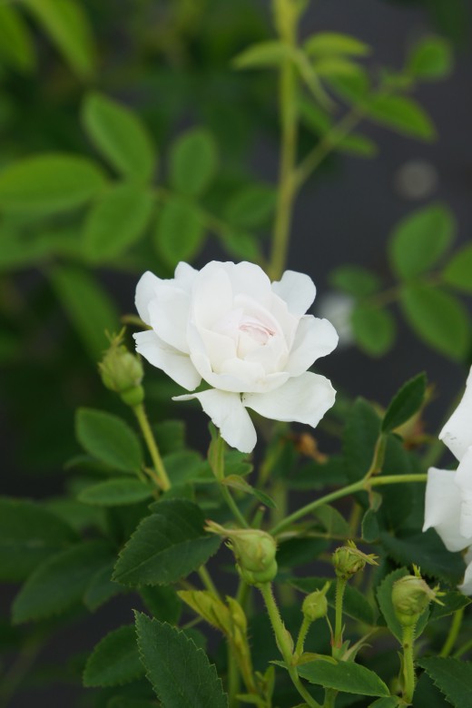 バラの花・白4