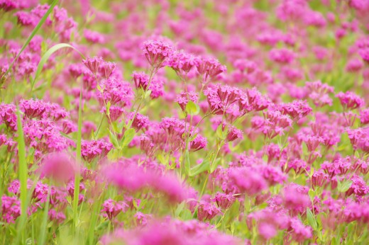 シレネ・コマチソウの花畑