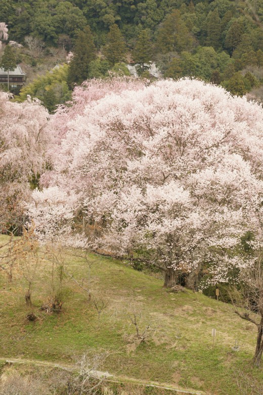 吉野・中千本付近の桜