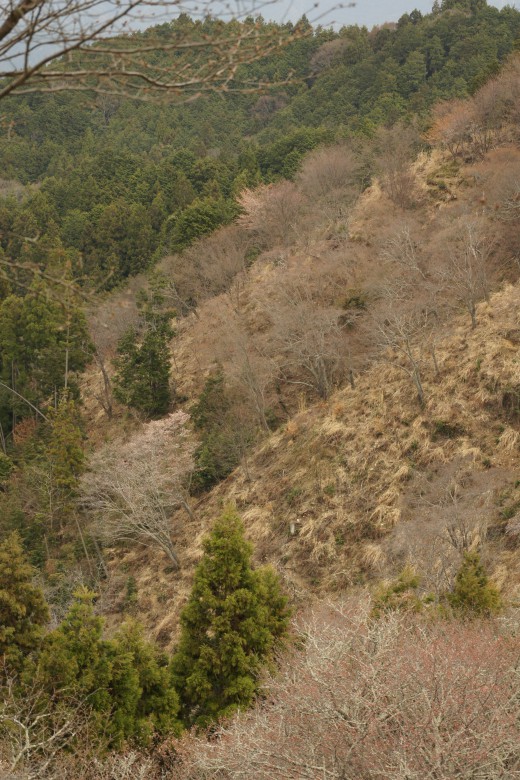 吉野・中千本の桜