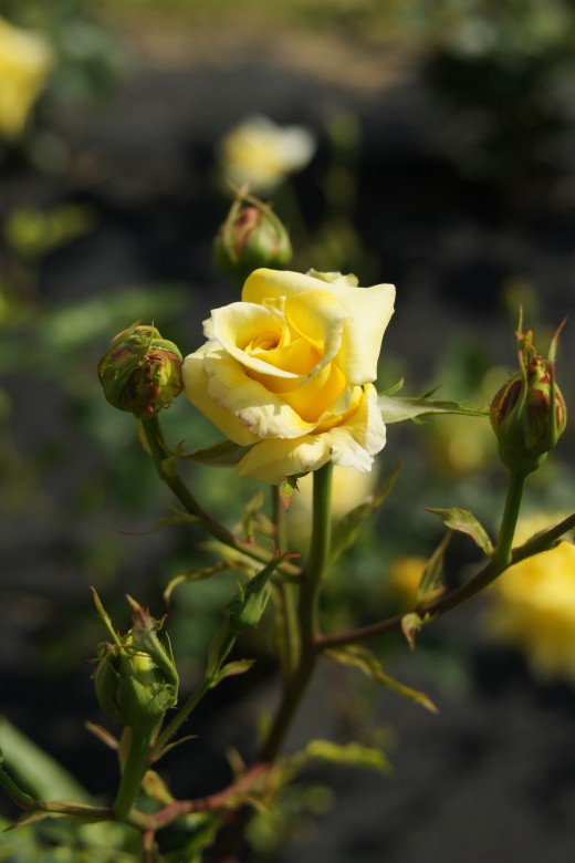 バラの花（万博公園）・黄色9