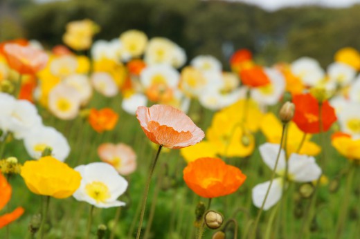 ポピーの花畑1