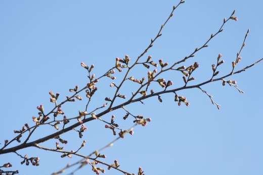 吉野の桜のつぼみ