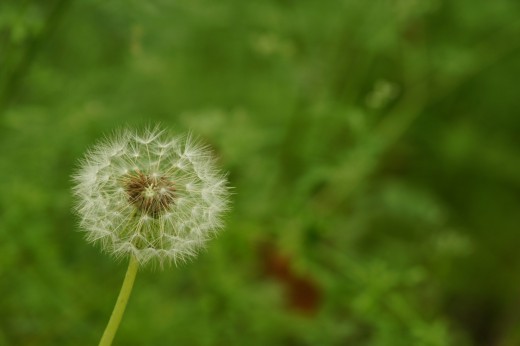 たんぽぽの種