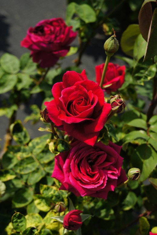 バラの花（万博公園）・紅9