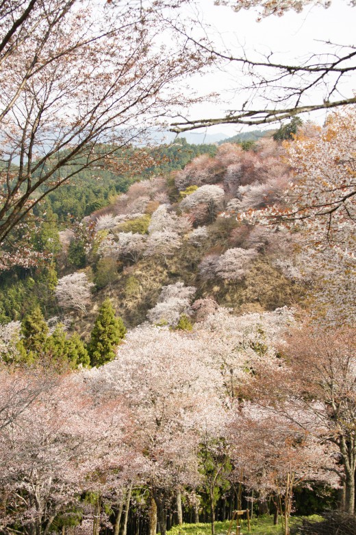 吉野・中千本の桜（4/15）