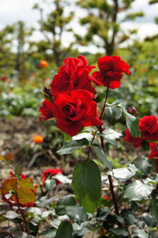 バラの花畑・紅（明るめ）4