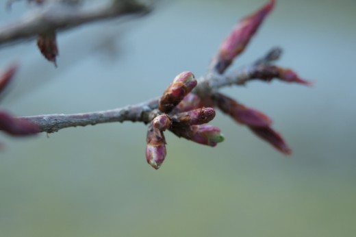 吉野・中千本の桜