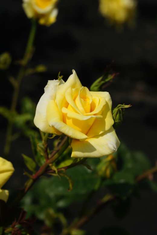 バラの花（万博公園）・黄色6