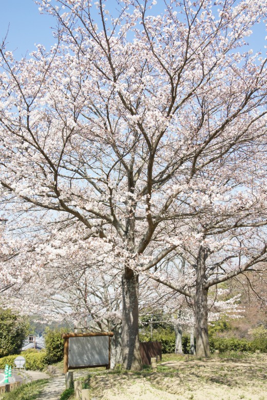 明日香村・石舞台の桜32