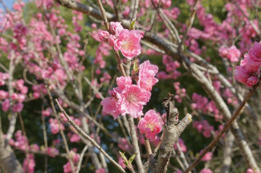 明日香村・石舞台周辺の桜