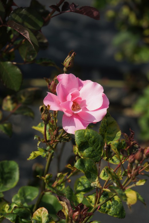 バラの花（万博公園）・ピンク7